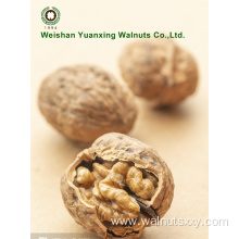 Organic Planted in the mountain Walnut kernels